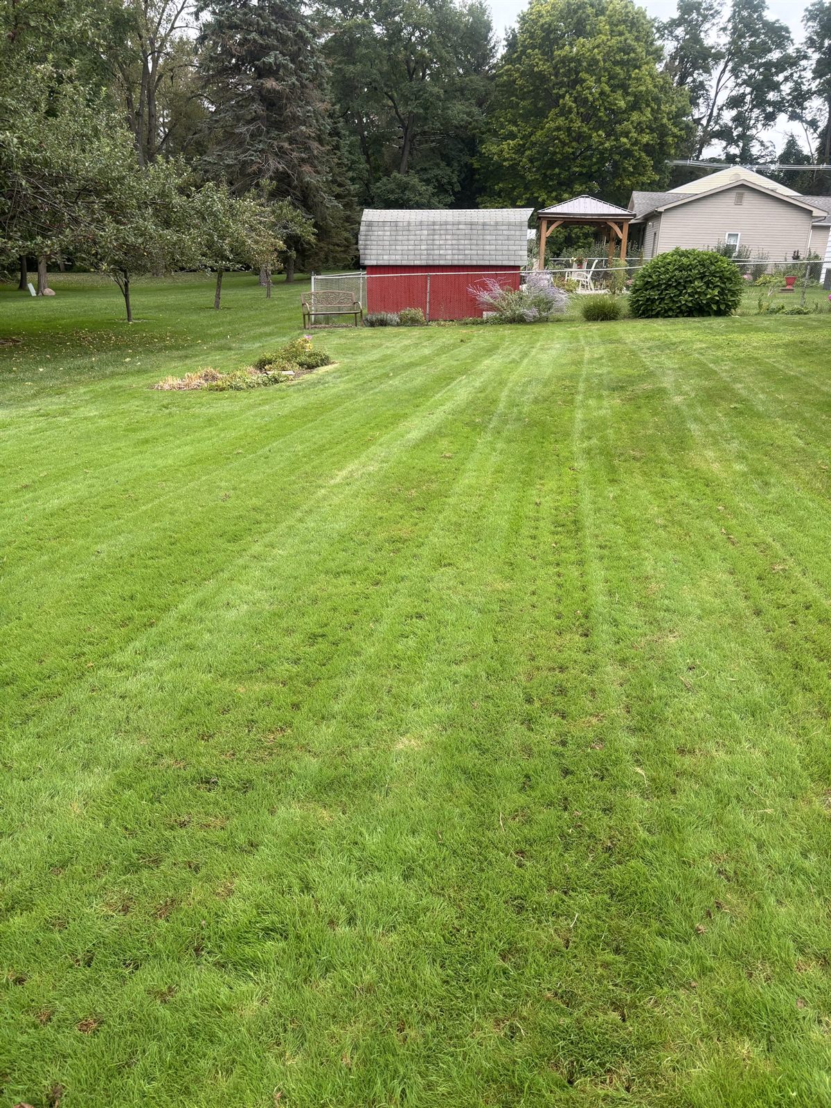 Thick striped backyard lawn in front of a red shed