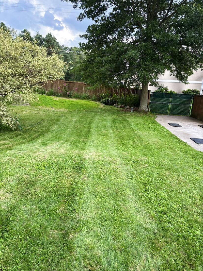 Backyard lawn with bold mowing stripes under a large oak